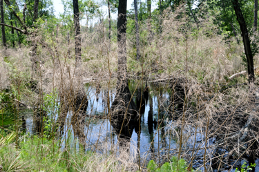 a swamp area 