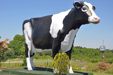 a giant cow statue