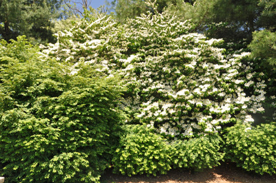 dogwood tree