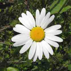 Oxeye Daisy flower