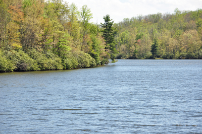 something swimming in Price Lake