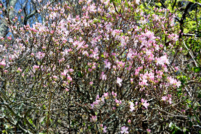 a flowering tree