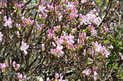 a flowering tree