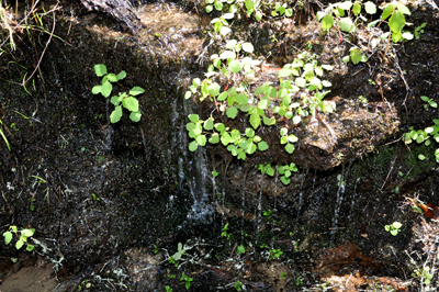 water dripping by side of the trail