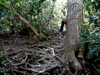 Karen  Duquette and the rooty trail