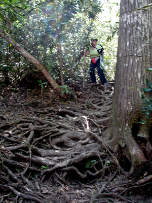 Karen  Duquette and the rooty trail