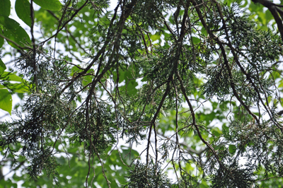 tree branches