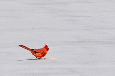 a cardinal