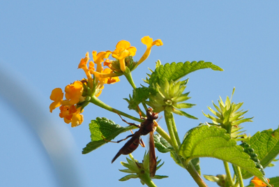 bumble bee in a potted plant