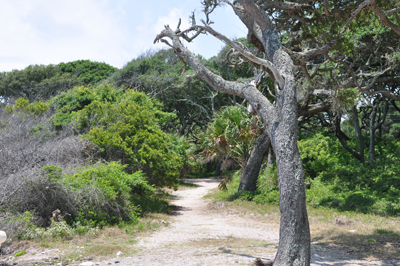 a small trail 