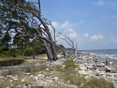 trees leaning away from the ocean