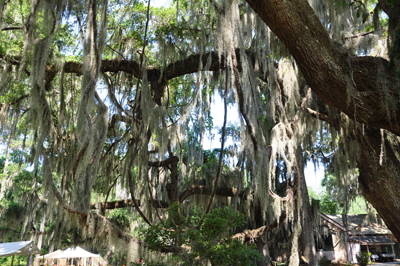 tree and spanish moss