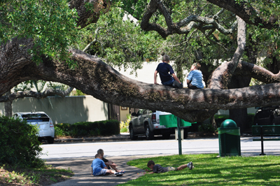 kids play in and under a tree 