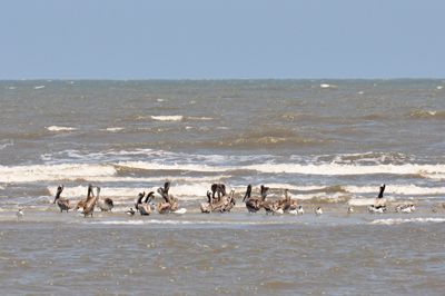 pelicans