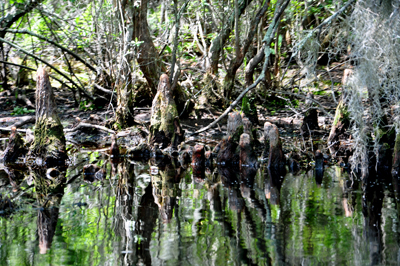 Okefenokee Swamp