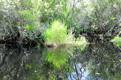 Okefenokee Swamp