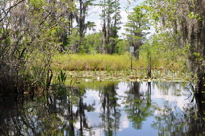 Okefenokee Swamp