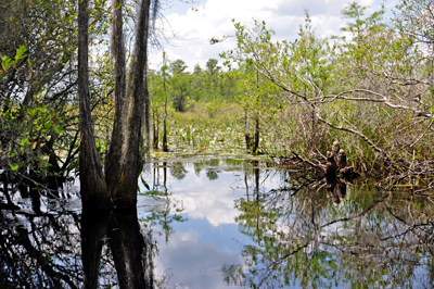 Okefenokee Swamp