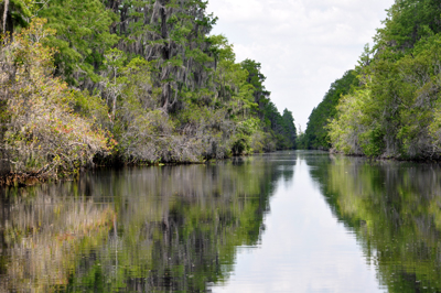 Okefenokee Swamp