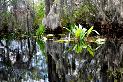 Okefenokee Swamp