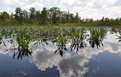 Okefenokee Swamp