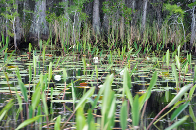 Okefenokee Swamp