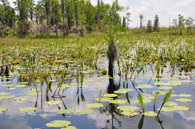 Okefenokee Swamp