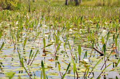 Okefenokee Swamp