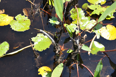 Okefenokee Swamp