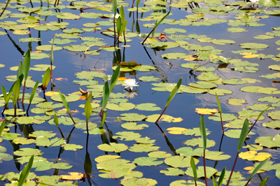 Okefenokee Swamp