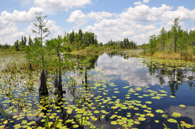 Okefenokee Swamp