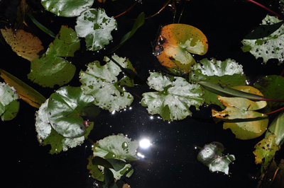 Okefenokee Swamp