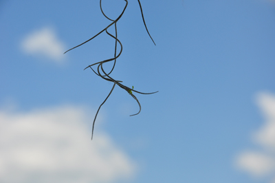 a close-up of  swamp material