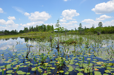 Okefenokee Swamp