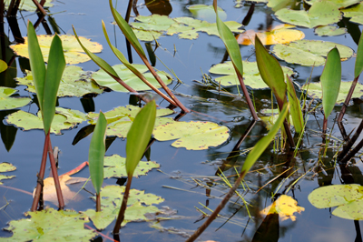 Okefenokee Swamp