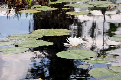 Okefenokee Swamp