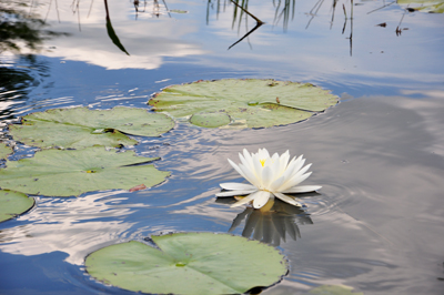 Okefenokee Swamp