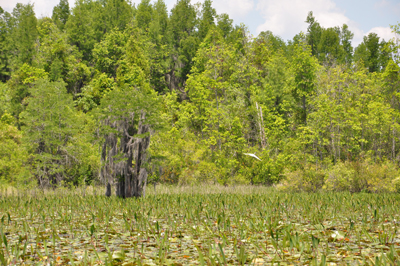 a bird flying over Okefenokee Swamp