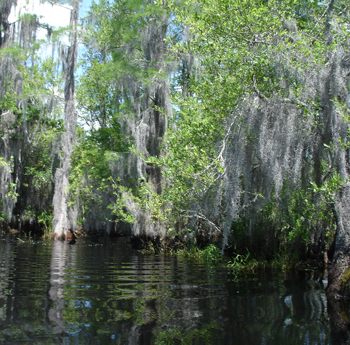 Okefenokee Swamp