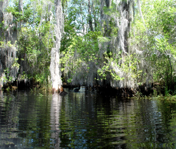 Okefenokee Swamp