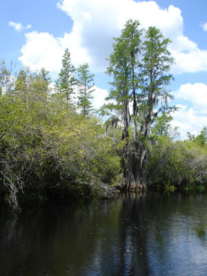 Okefenokee Swamp