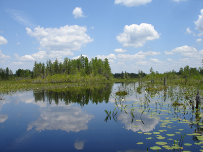 Okefenokee Swamp