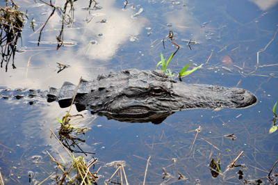 alligator at Okefenokee Swamp