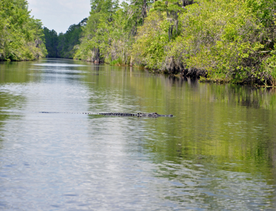 alligator at Okefenokee Swamp