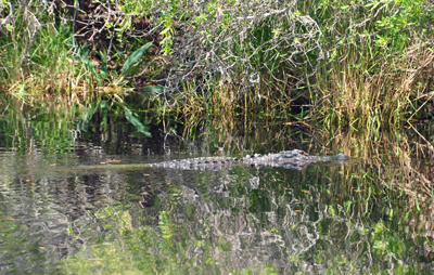 alligator at Okefenokee Swamp