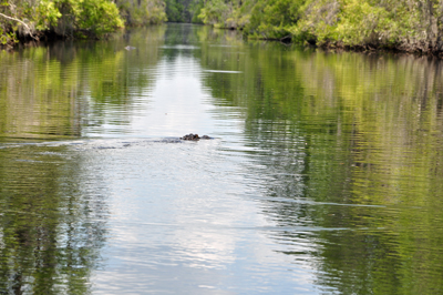 alligator at Okefenokee Swamp