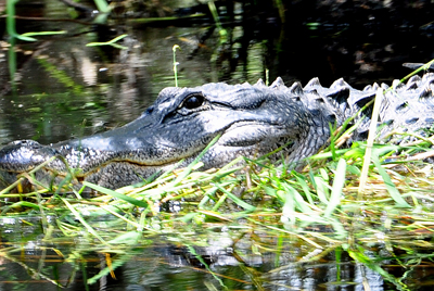 alligator