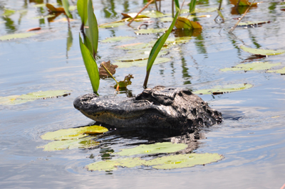 alligator at Okefenokee Swamp