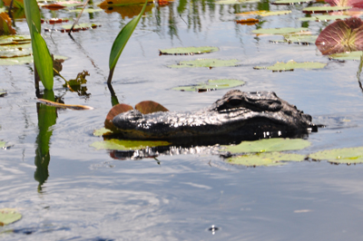 alligator at Okefenokee Swamp