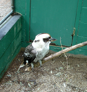 Kookaburra